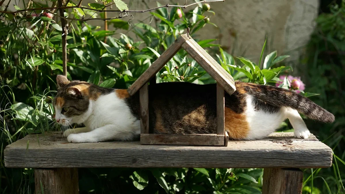 A calico cat lying on a weathered garden table, wedged halfway through the open doorway of a small wooden birdhouse, its head and front paws out one side and its hindquarters and tail out the other, surrounded by green foliage in warm sunlight.
